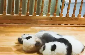 Chengdu Research Base Of Giant Panda Breeding, Sun Maternity Den
