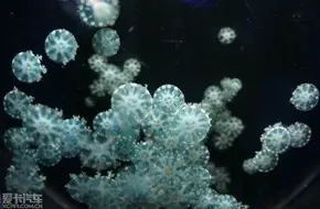 Dream Jellyfish Palace