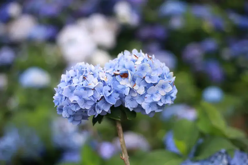 Gaojia Hydrangea Flower Field Shuiche Liao First District