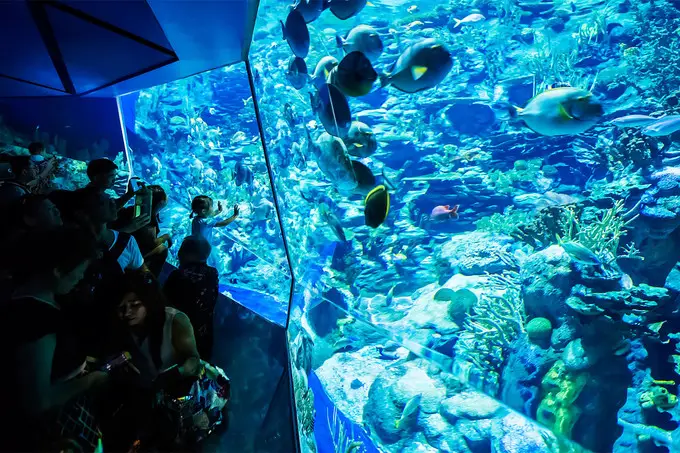 Ocean Wonder