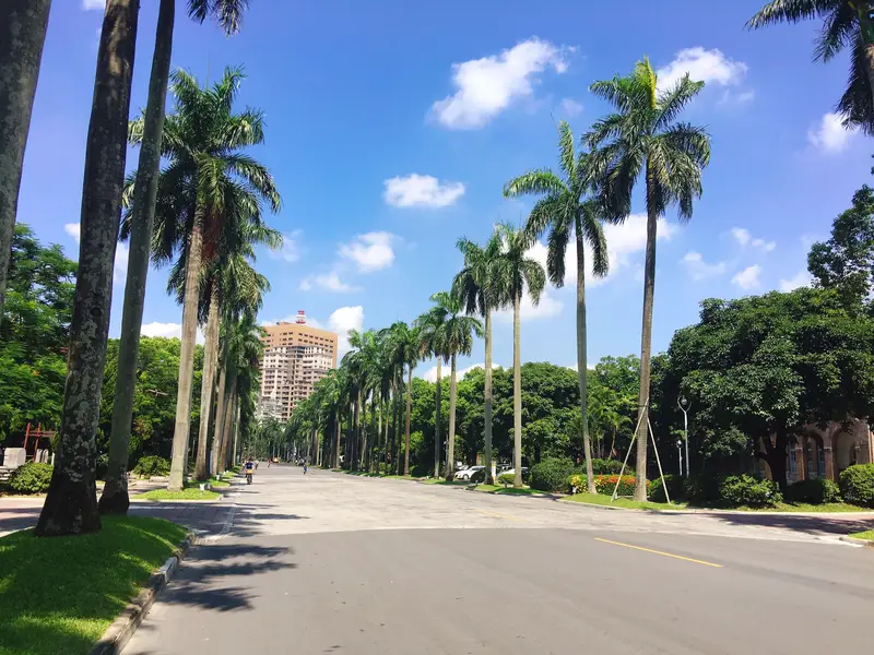 Coconut Avenue
