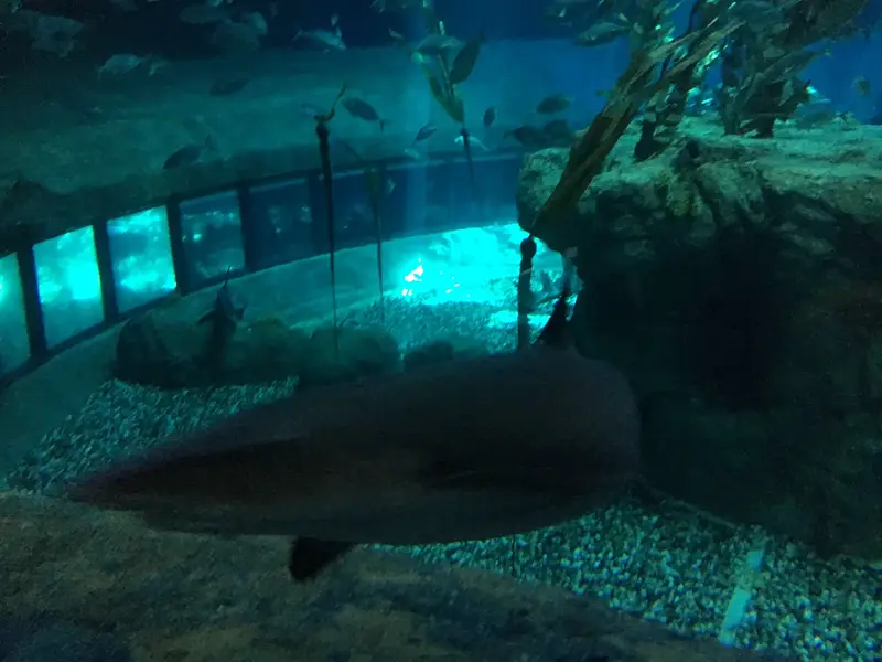 Shark Exploration Secrets