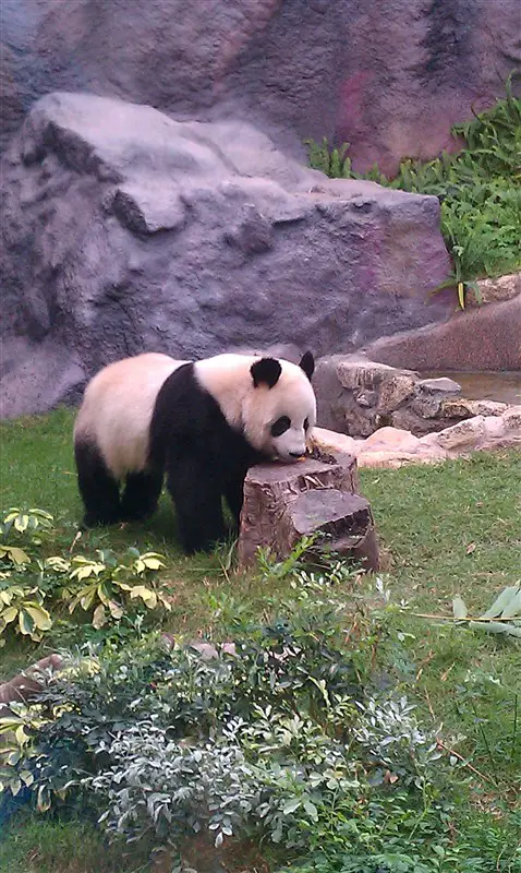 Macau Giant Panda Pavilion