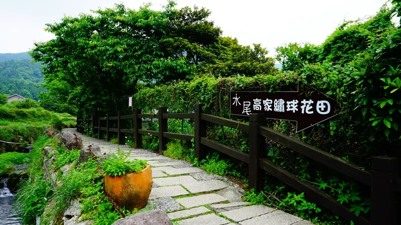 Zhuzi Lake Gao'S Hydrangea Flower Field