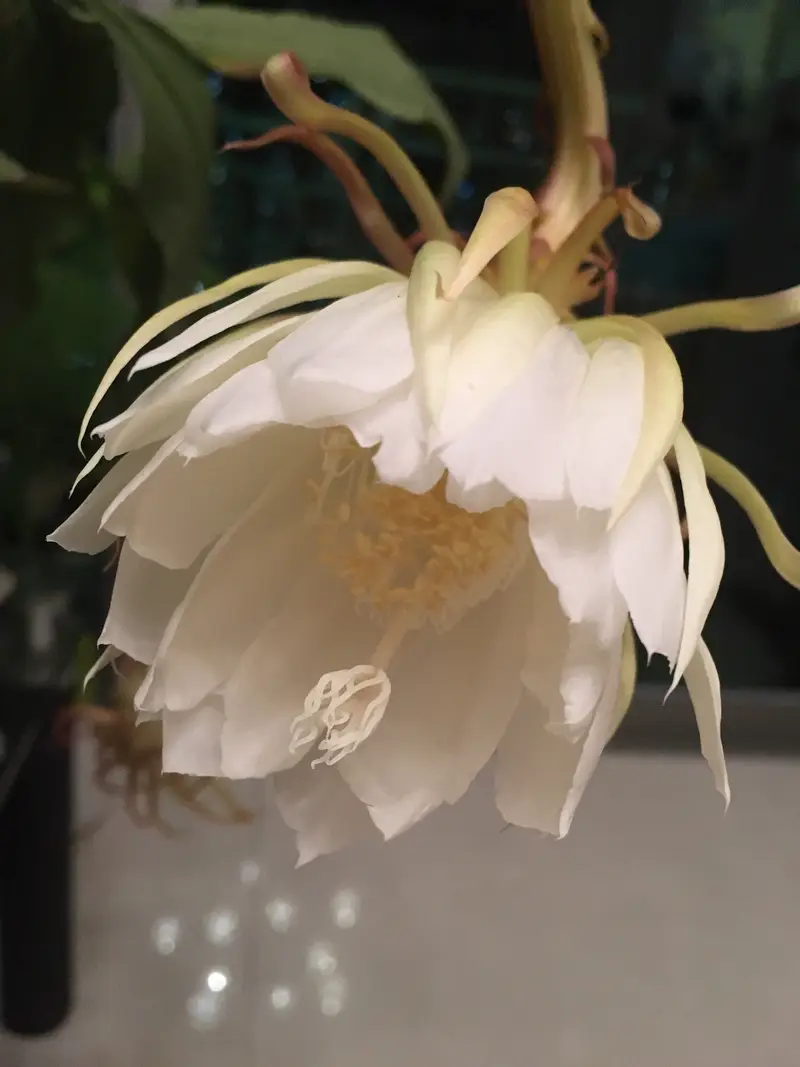 Eardley Flower By Chisa