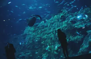 Ocean Wonder
