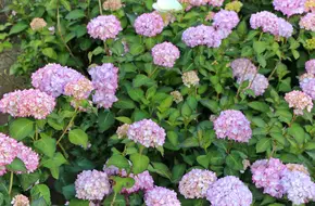 Zhuzi Lake Gao'S Hydrangea Flower Field