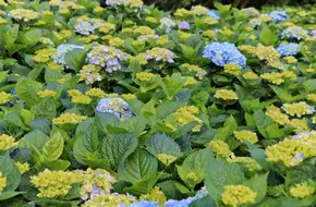 Zhuzi Lake Gao'S Hydrangea Flower Field