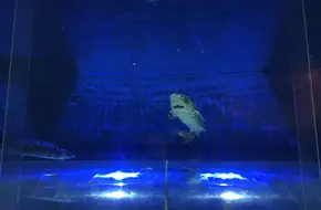 Shark Exploration Secrets