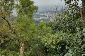 Jinmian Shan