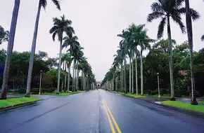 Coconut Avenue