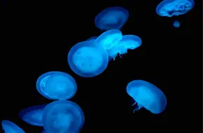 Hongkong Ocean Park Aquarium