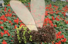 Hong Kong Flower Show