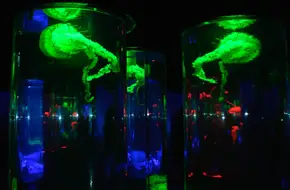 Sea Jelly Spectacular