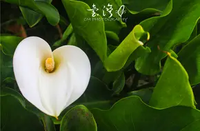 Bamboo Lake