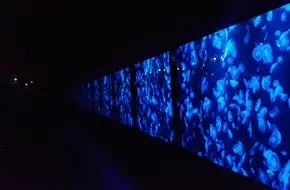 Sea Jelly Spectacular