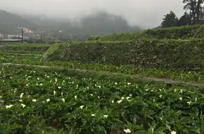 Zhuzihu Calla Lily Garden