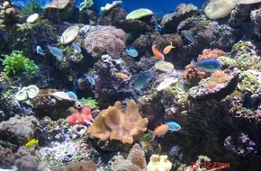 Hongkong Ocean Park Aquarium