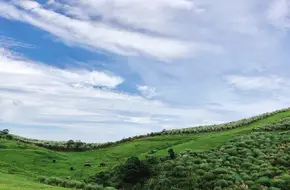 Qingtiangang Grassland