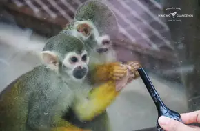 Macau Giant Panda Pavilion