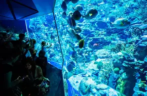 Ocean Wonder