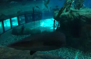 Shark Exploration Secrets
