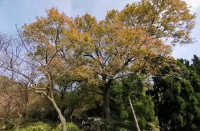 Xinhai Guangfu Tower