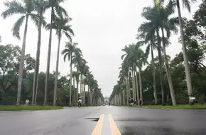Coconut Avenue