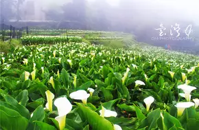 Bamboo Lake