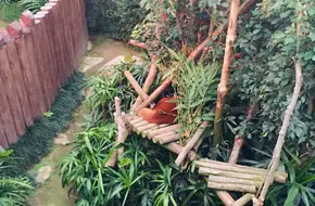 Panda Village
