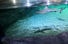 Grand Aquarium