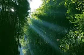 Landscape Green Ecological Park