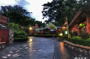 Giant Panda Tour