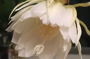 Eardley Flower By Chisa