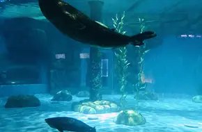 Tropical Rapids