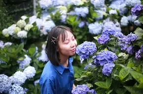 Gaojia Hydrangea Flower Field Shuiche Liao First District