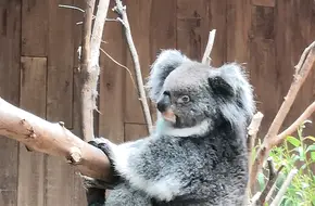 Adventures In Australia
