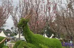 Hong Kong Flower Show