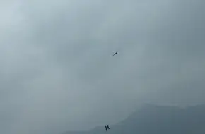 Surfing Spaceship