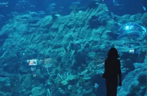 Ocean Wonder