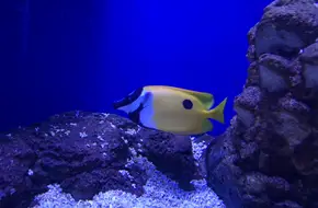 Grand Aquarium