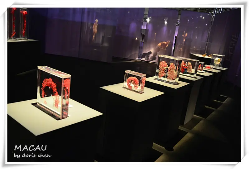 Human Body Mystery Exhibition