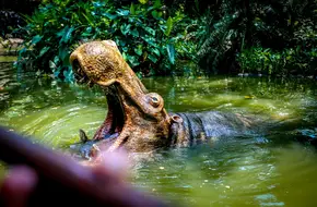 Jungle River Cruise