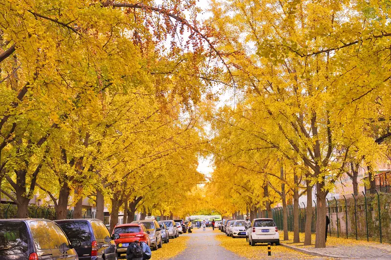 Sanlitun Ginkgo Avenue