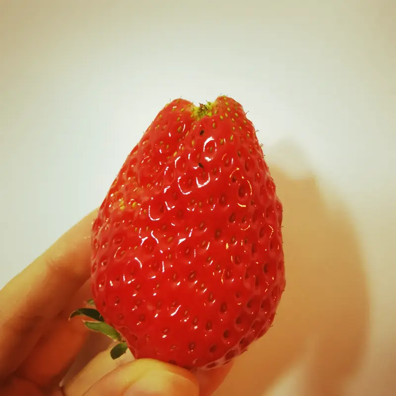 Duoya Cream Strawberry Farm