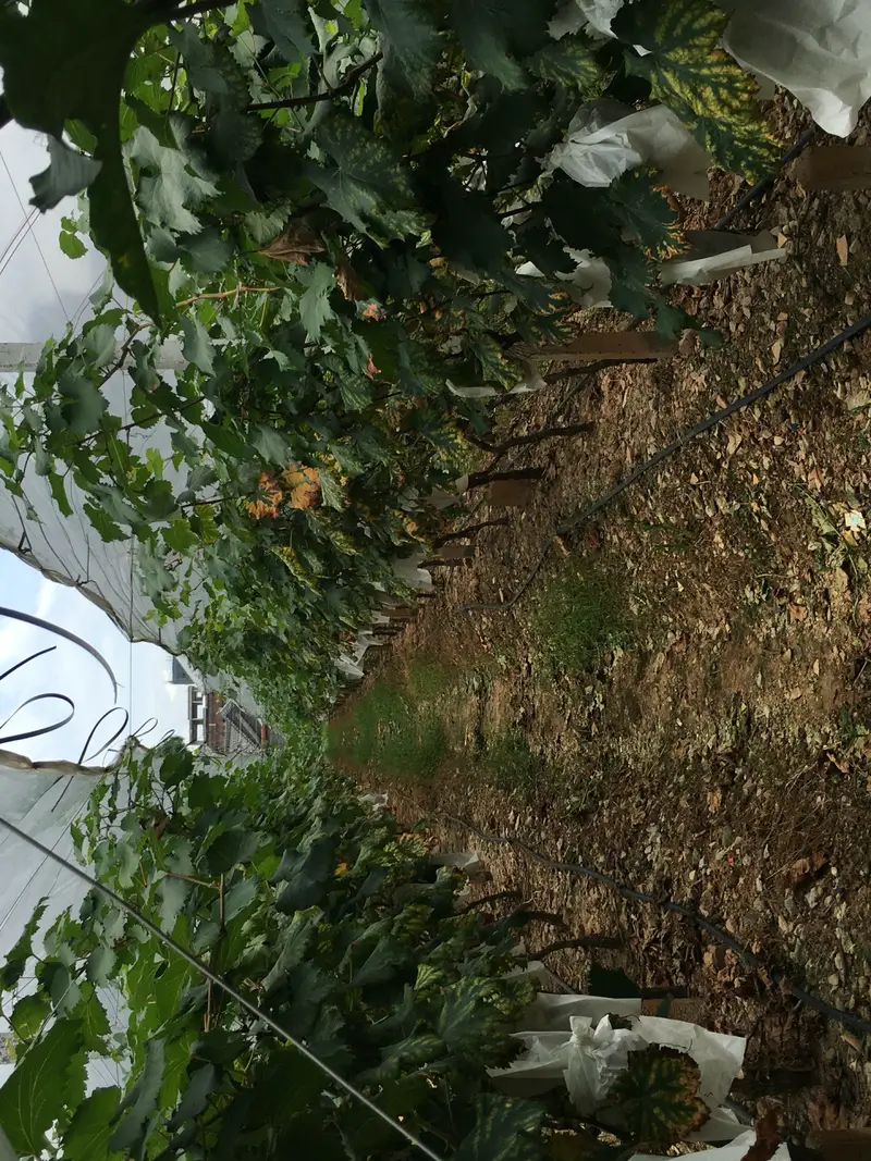 Qiangxiong Grape Self-Picking Orchard