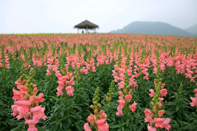 Qianhuali (Jingshan Flower Sea)
