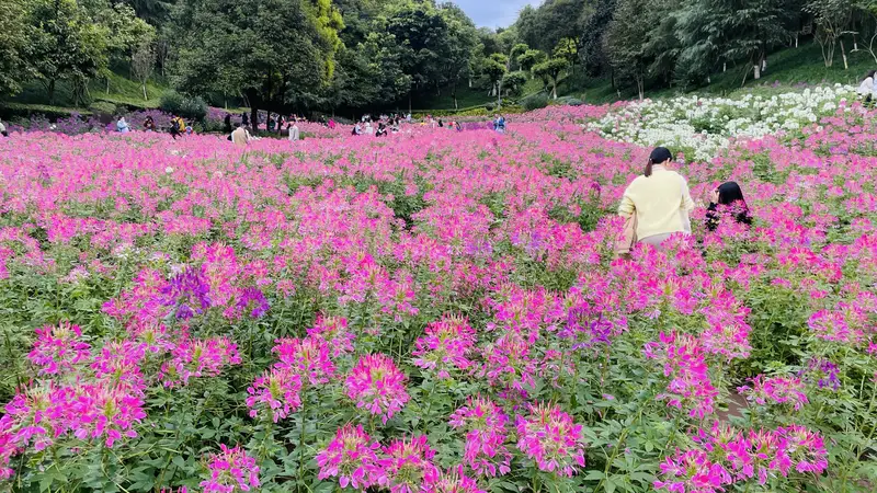 Addis Ababa Park