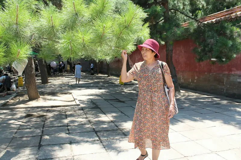 Sacred Cypress