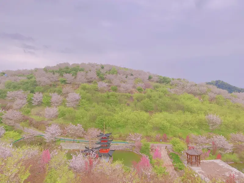 Hangzhou Cherry Blossom Garden